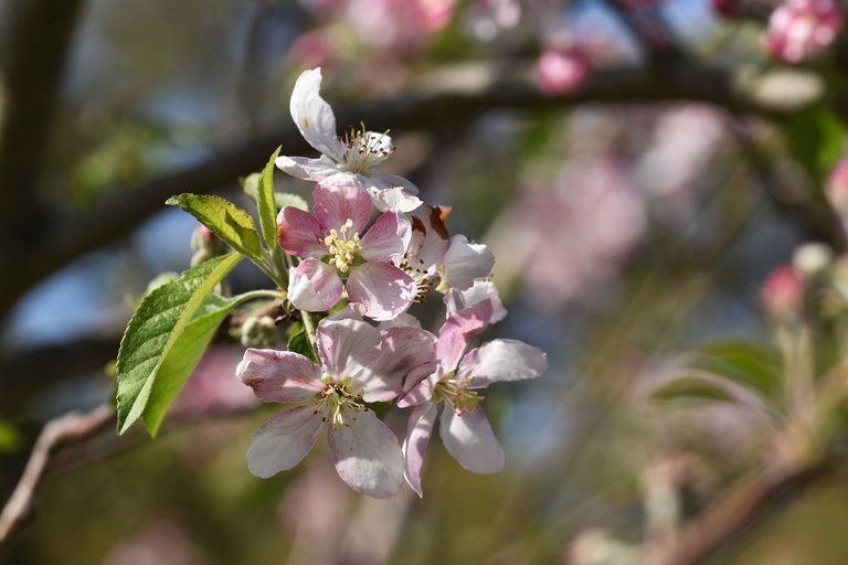 fruit tree blossoms 9.jpg