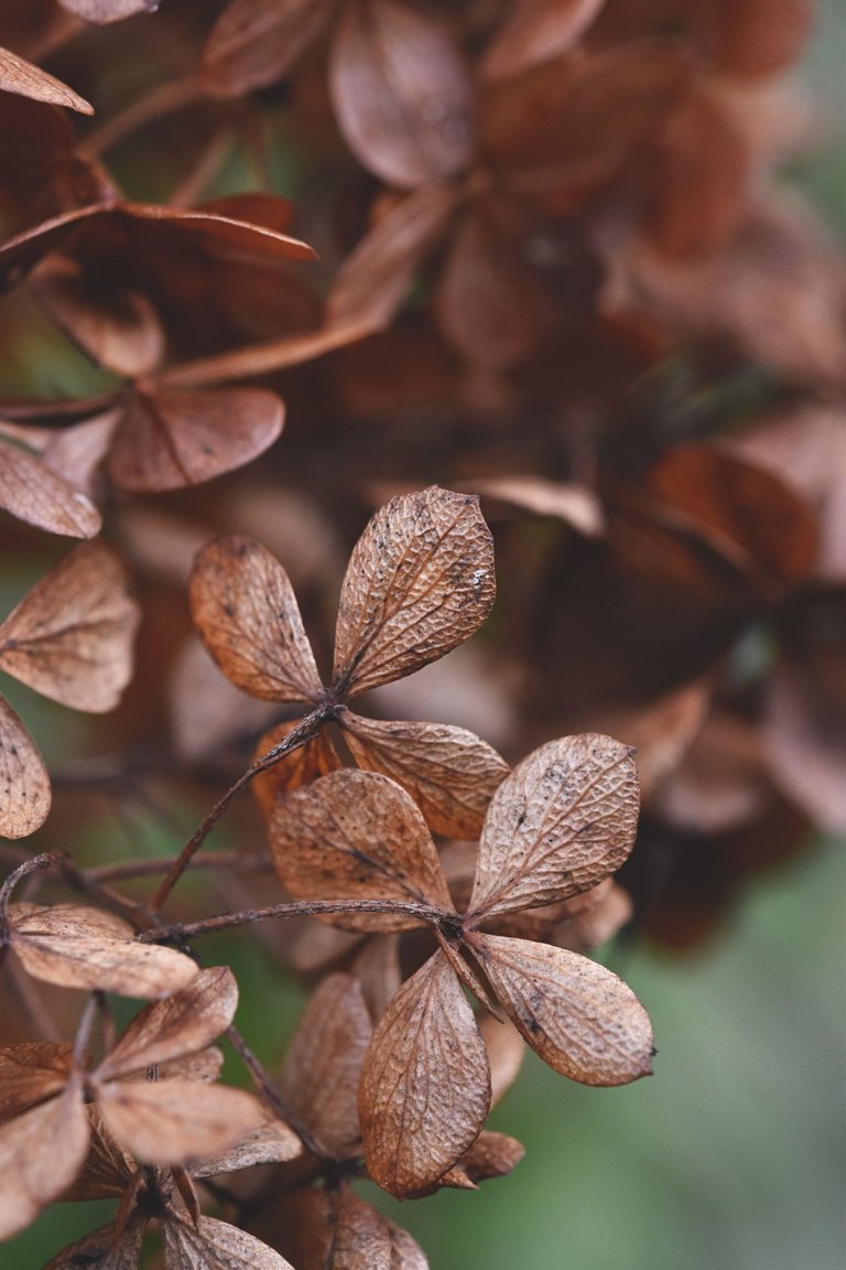 Hydrangea autumn pl 2.jpg