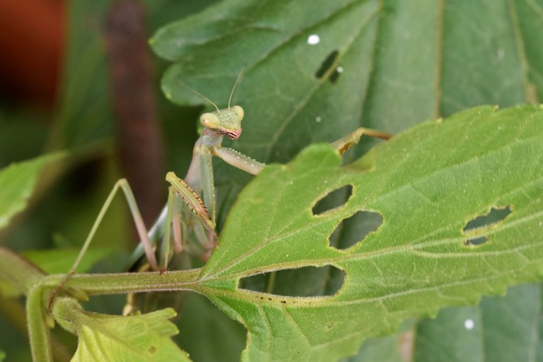 green mantis 9.jpg