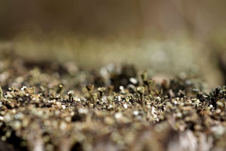lichen pixie cup cladonia 4.jpg
