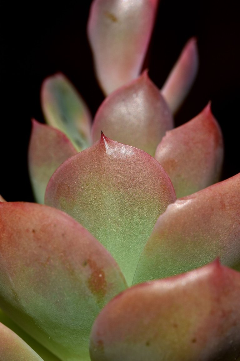 Echeveria Mandala flower 10.jpg