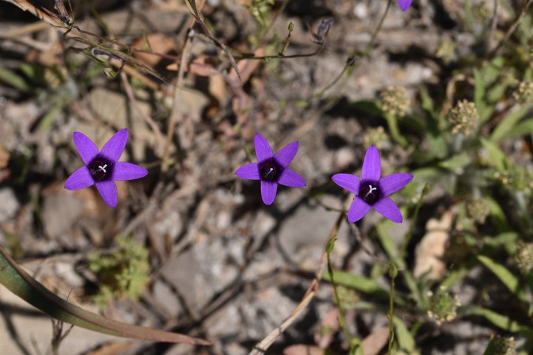 Campanula lusitanica blue flower 1.jpg