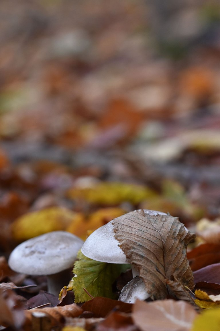 white mushroom in leaves pl 2.jpg