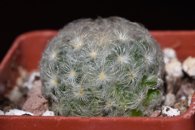 Mammillaria plumosa 2024 3.jpg