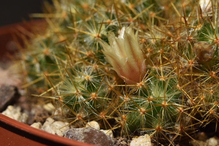 Green mammillaria prolifera 2021 7.jpg