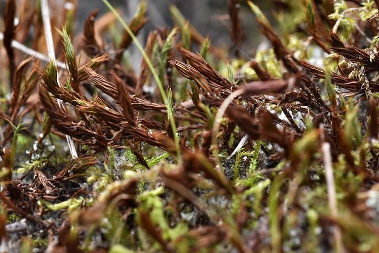 dry moss 1.jpg