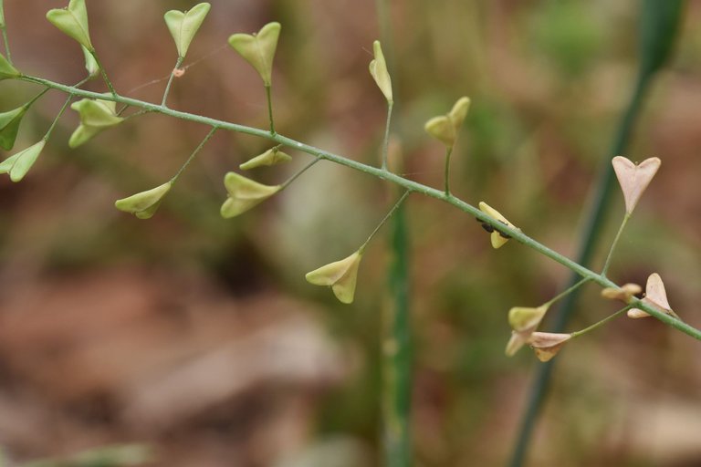 Shepherd's Purse field 4.jpg