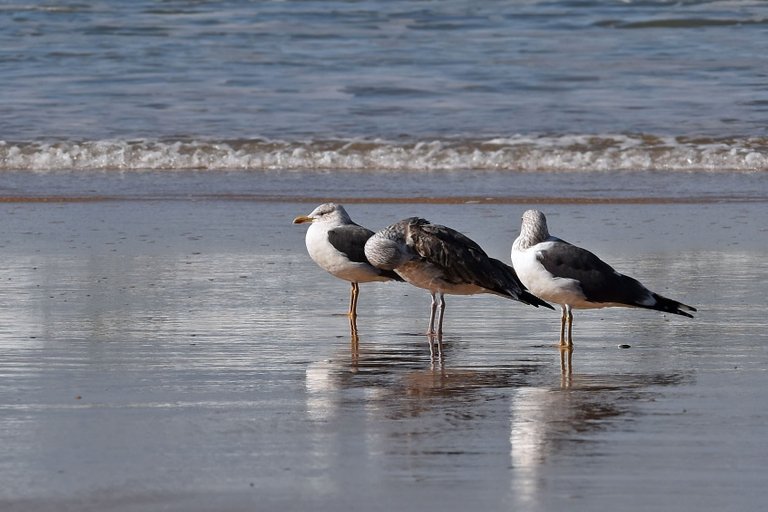 seagull fonte da telha beach 12.jpg