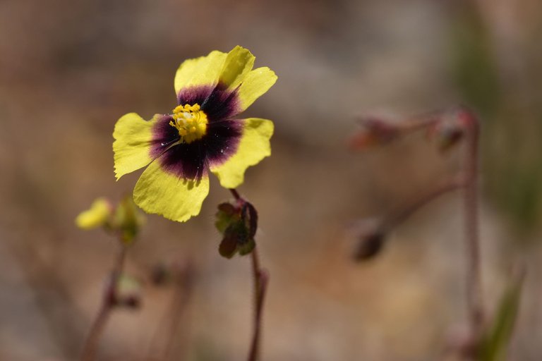 Tuberaria guttata yellow wildflower 4.jpg