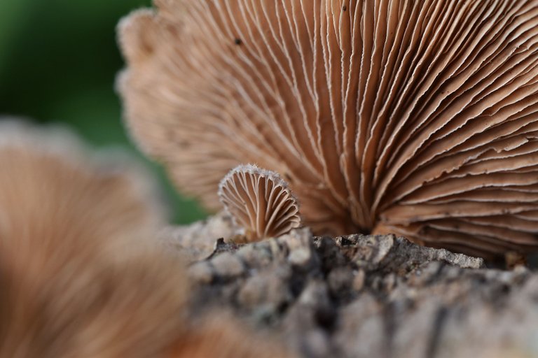 cork branch mushrooms 1.jpg