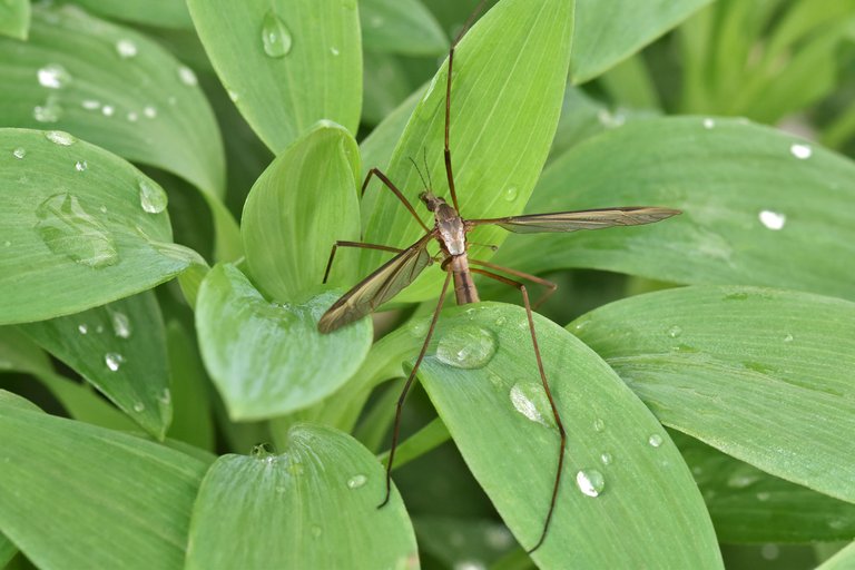 Crane fly 3.jpg