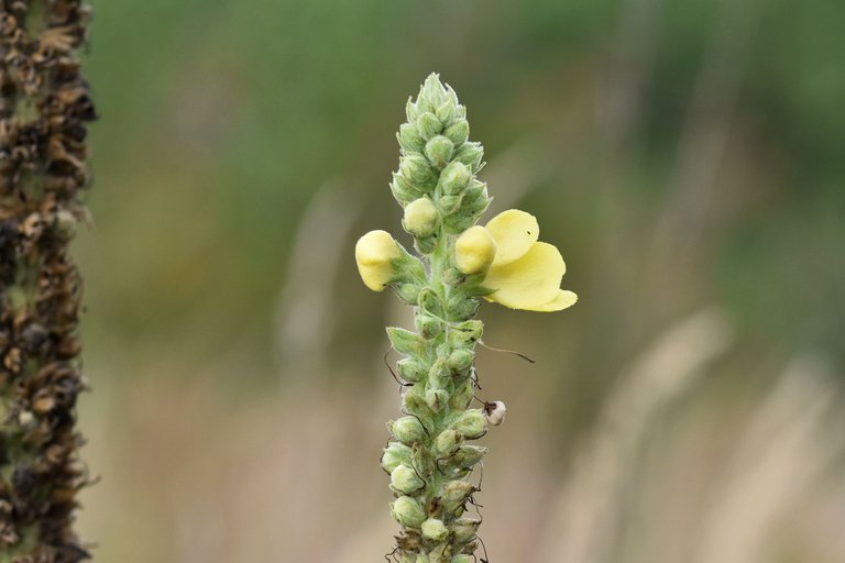 Verbascum wildflower pl 3.jpg