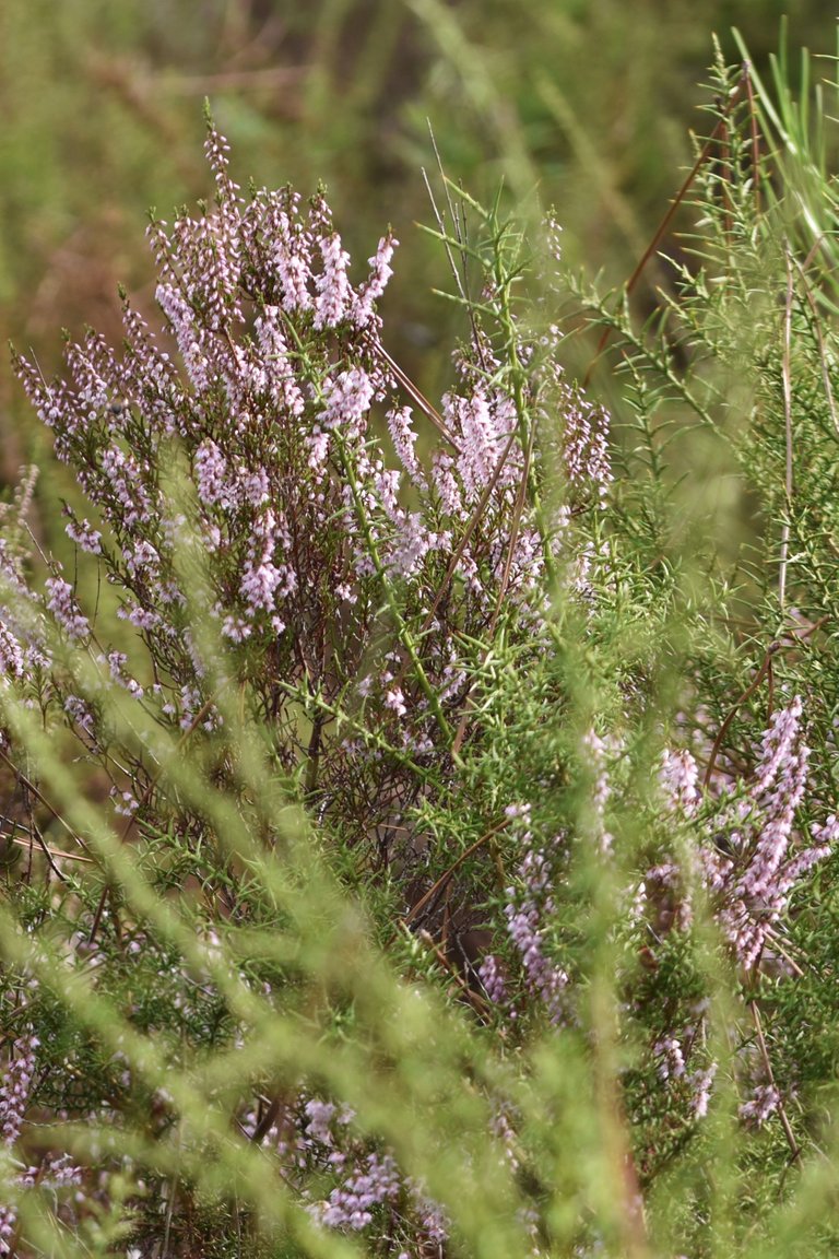 heather flowers october 4.jpg