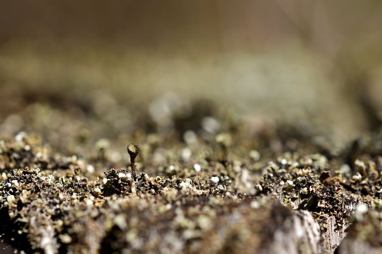 lichen pixie cup cladonia 5.jpg