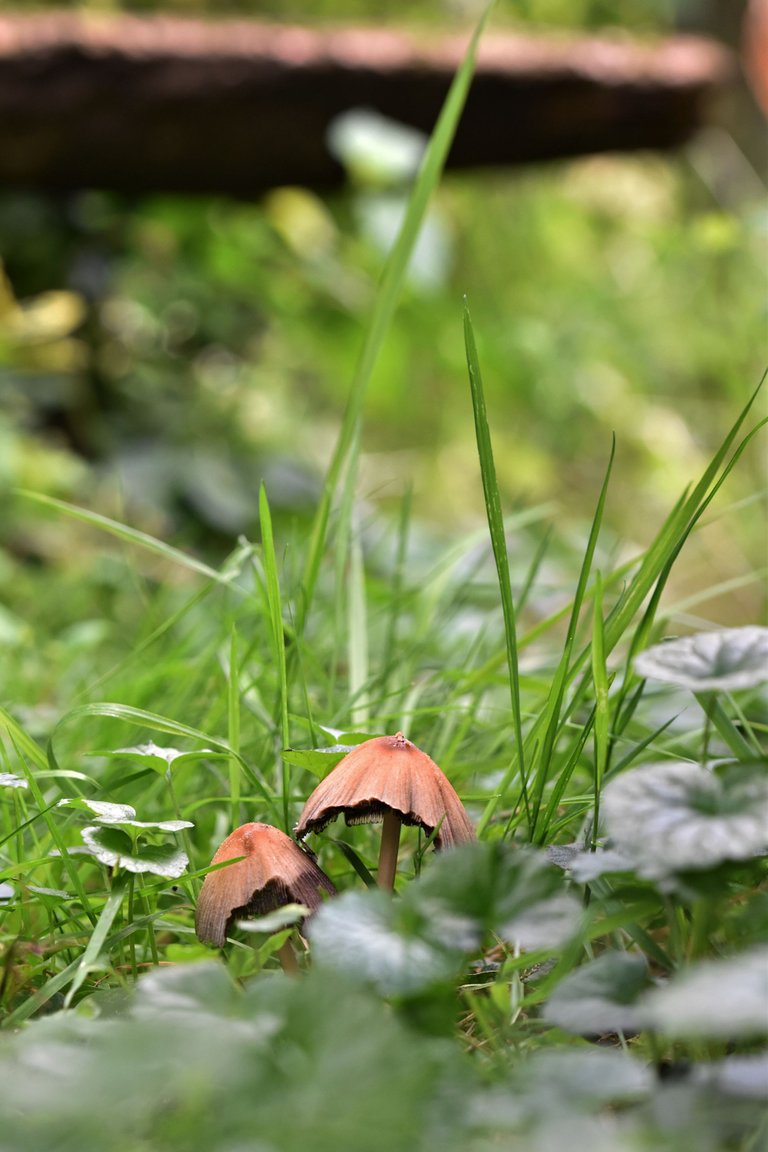 mushrooms garden grass 6.jpg