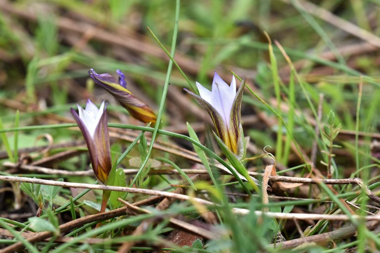 Romulea ramiflora flower 2.jpg