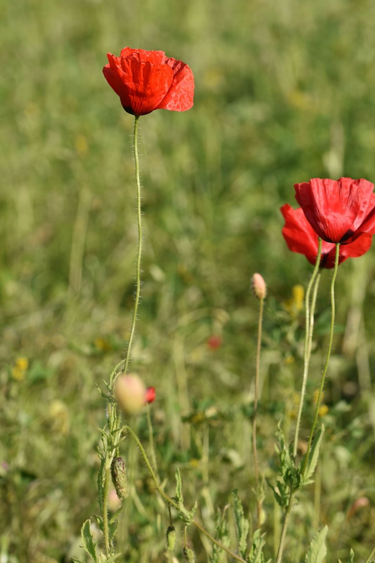 poppies park 7.jpg