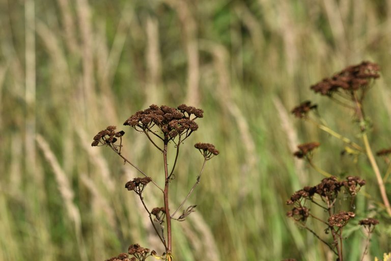 Tanacetum vulgare yellow wilflower pl 12.jpg