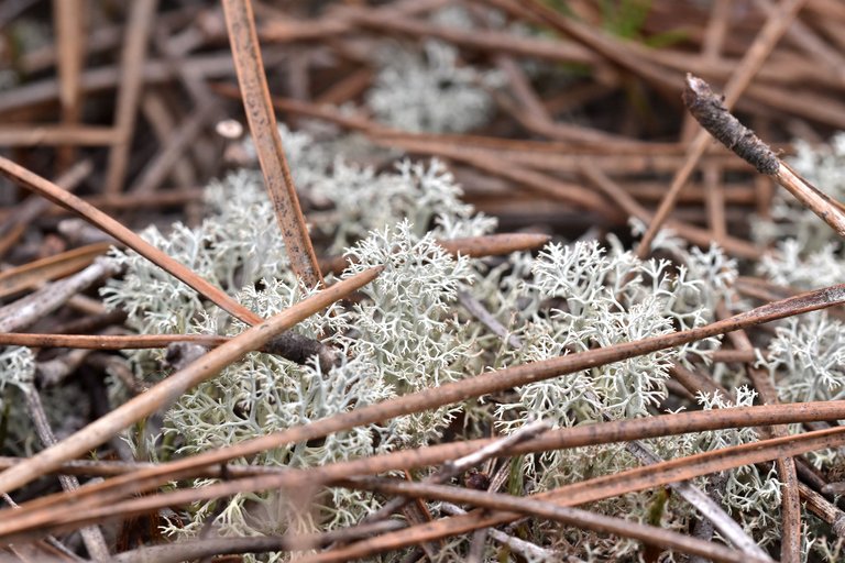 Cladonia rangiferina lichen 3.jpg