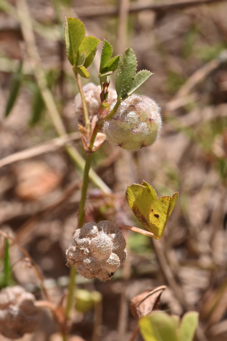 Trifolium tomentosum clover 10.jpg