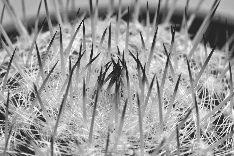 Mammillaria dark tips bw 2.jpg