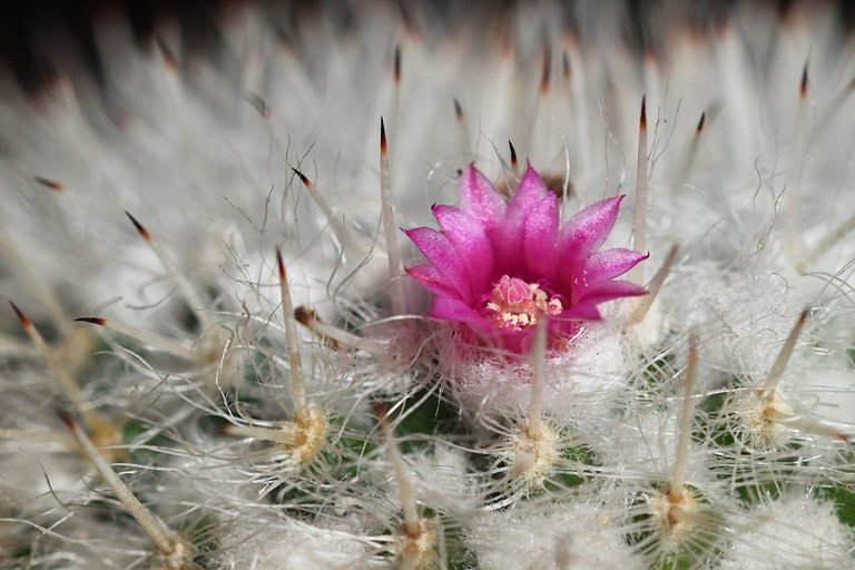 mammillaria dark spines 2024 2.jpg