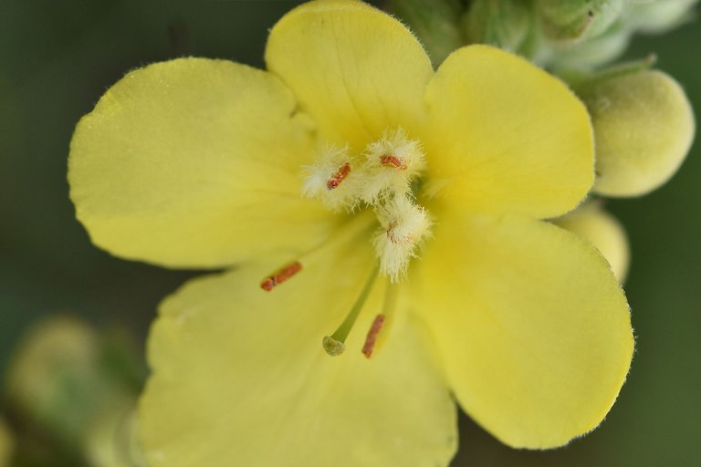 Verbascum wildflower pl 9.jpg