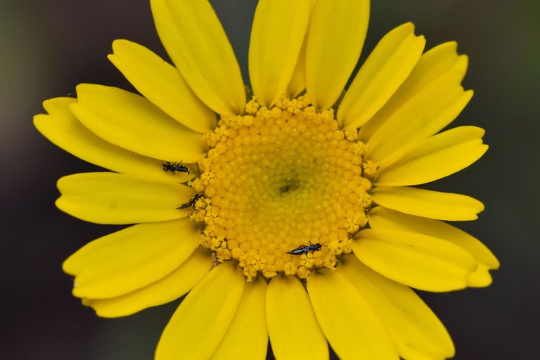 Coleostephus myconis yellow wildflower 8.jpg