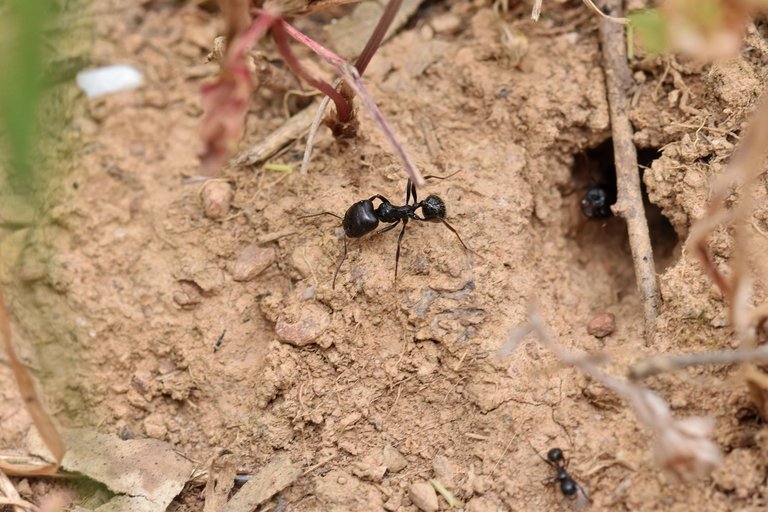 balck ants seeds 7.jpg