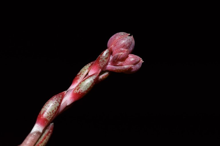 echeveria purpusorum flowers 8.jpg