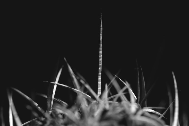 Stenocactus Echinofossulocactus 2022 bw 3.jpg