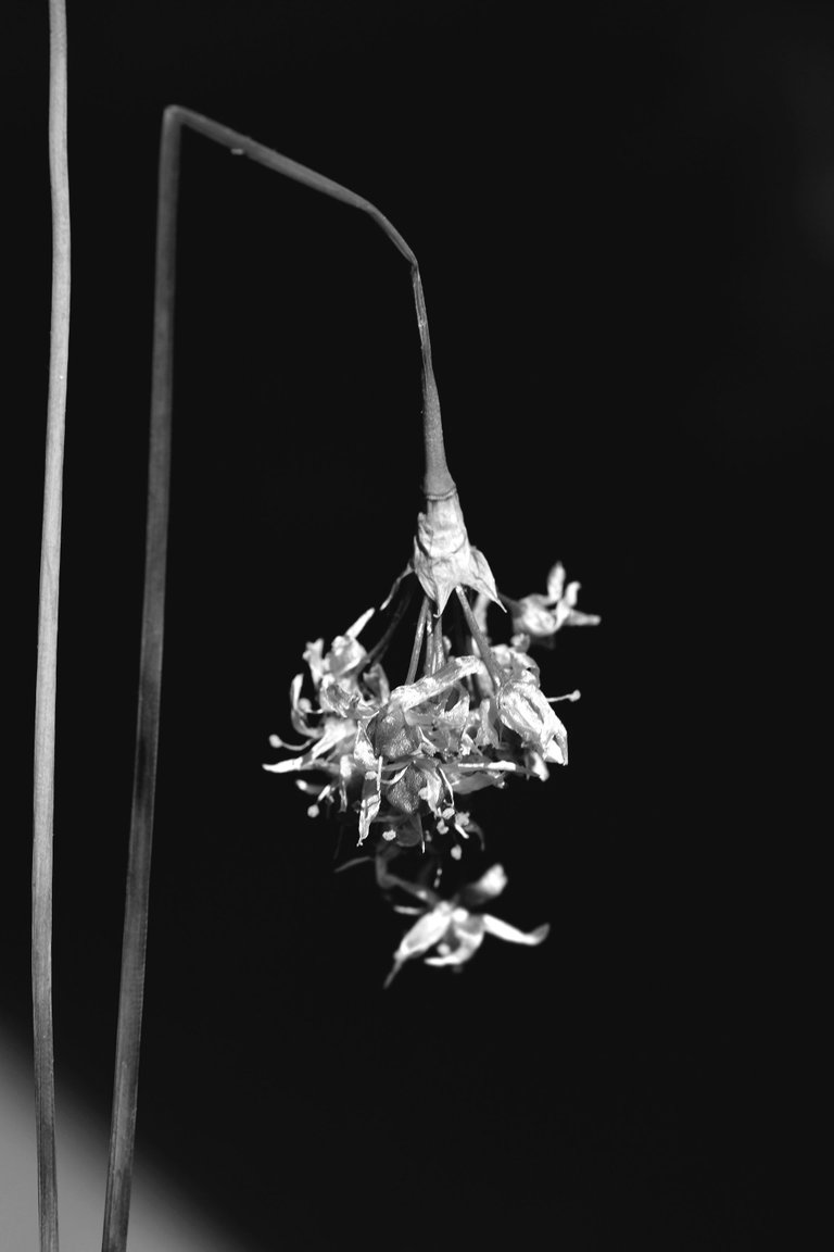 wild garlic flower 6.jpg