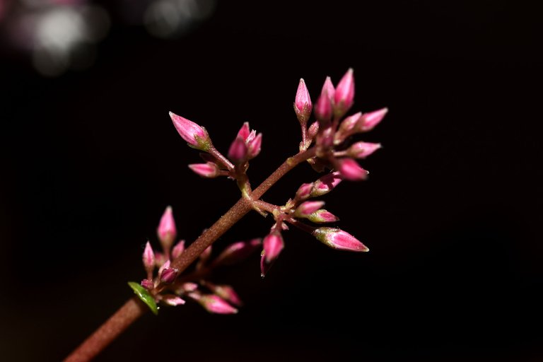 Crassula multicava blooming 2023 5.jpg