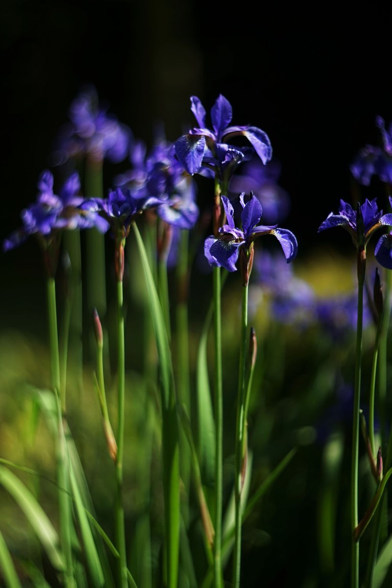 Blue Iris garden pl helios 8.jpg