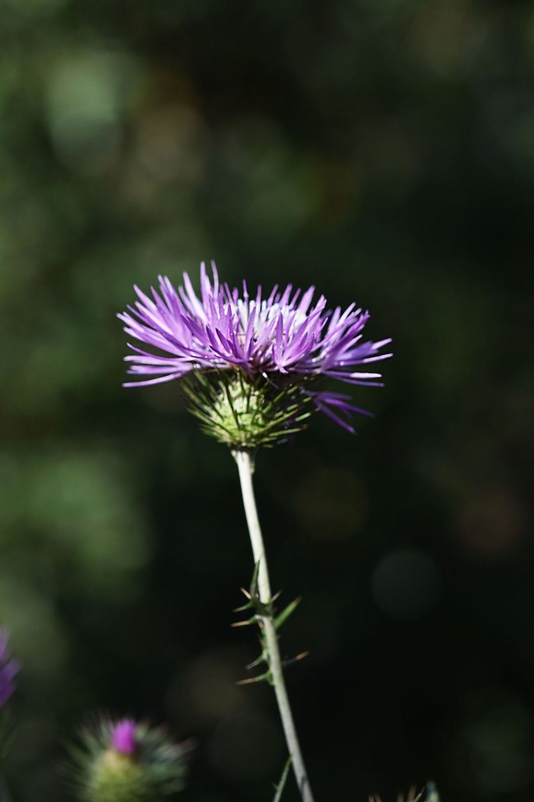 Giant thistle park 7.jpg