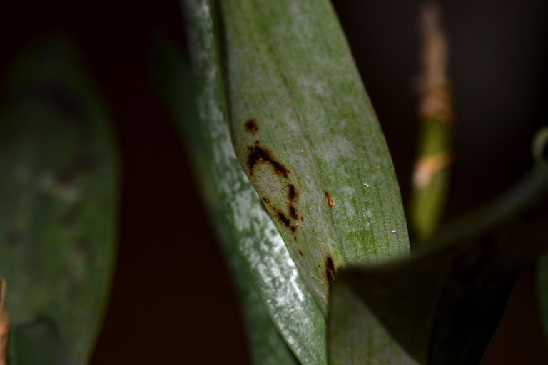 Dendrobium kingianum var. Silcockii 2023 april 7.jpg