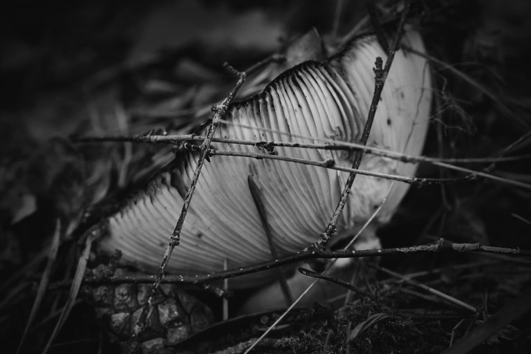 mushrooms gills bw 8.jpg