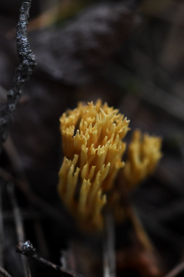 Ramaria yellow mushrooms pl 10.jpg