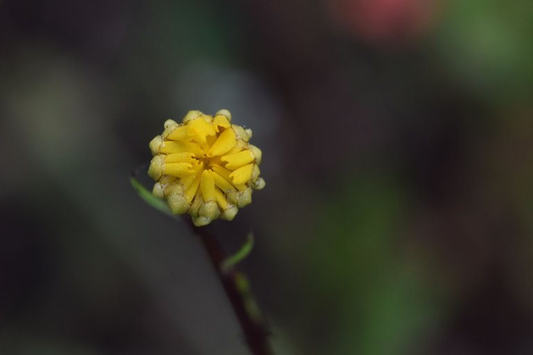 Coleostephus myconis yellow wildflower 7.jpg