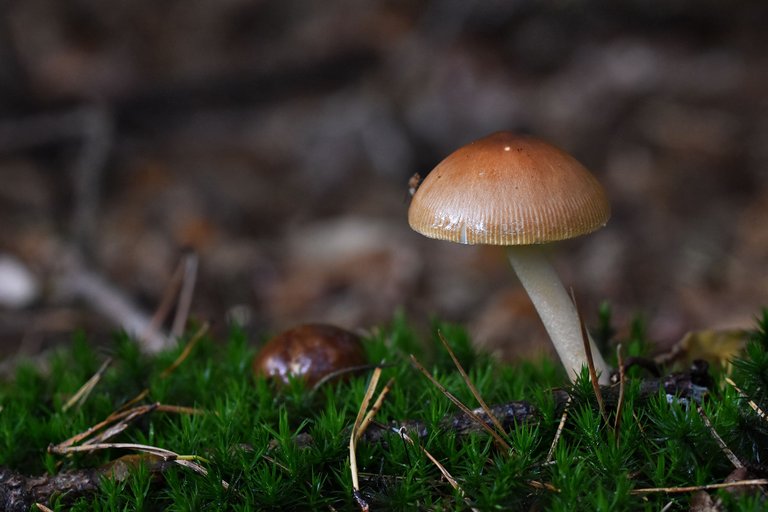 boletus mushroom pl 12.jpg