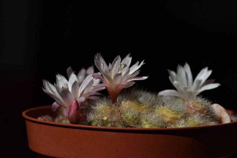 Rebutia Albiflora 2023 10.jpg