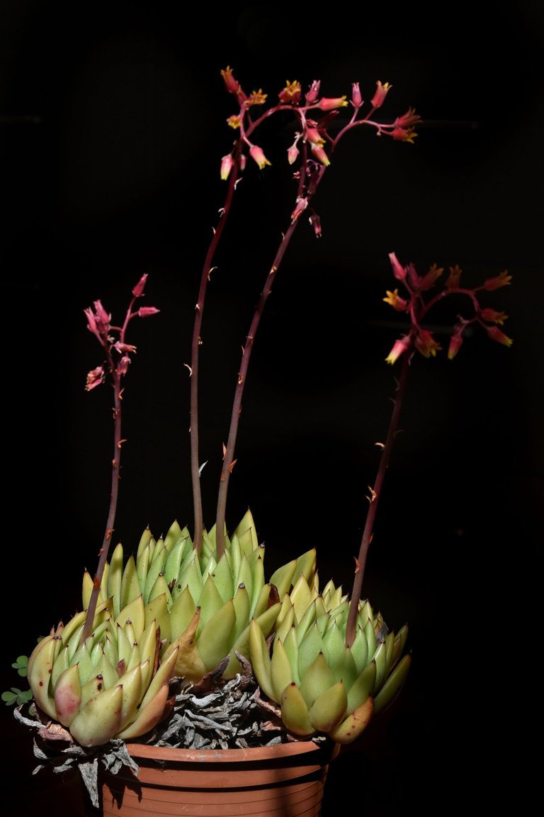 Echeveria Agavoides 2023 11.jpg