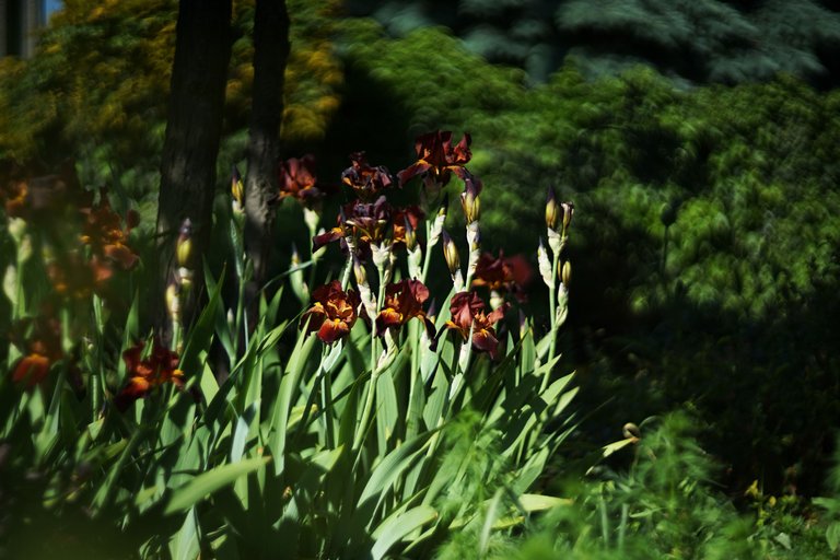 brown Iris helios pl 2.jpg