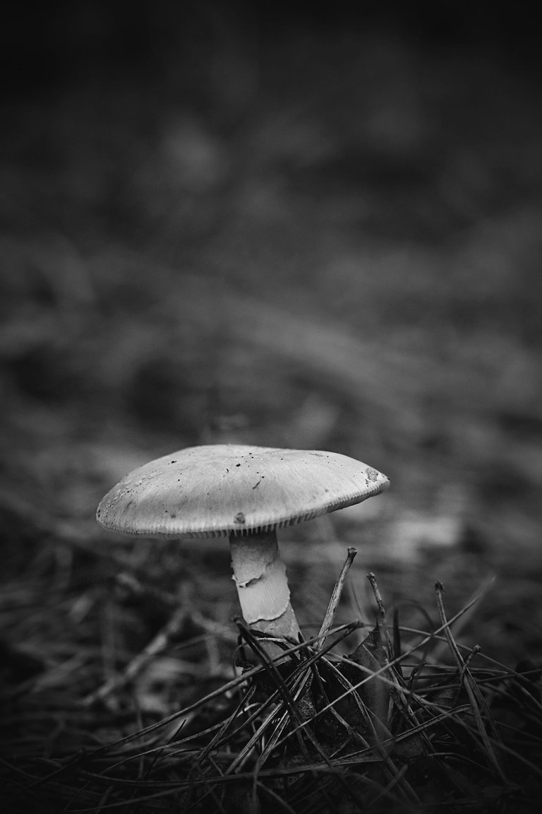mushrooms gills bw 1.jpg
