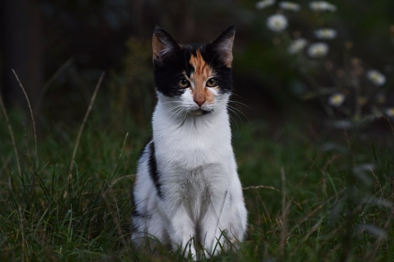 Calico kitty pl 3.jpg