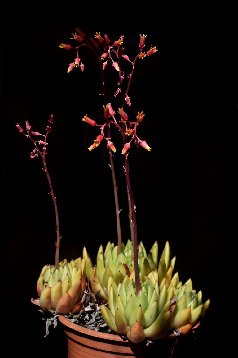 Echeveria Agavoides 2023 12.jpg