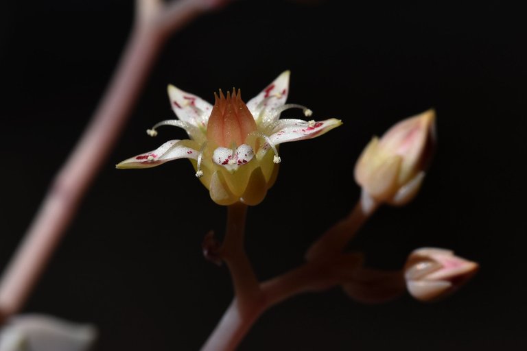 graptopetalum paraguayense flower 6.jpg