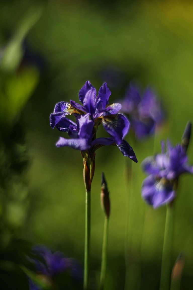 Blue Iris garden pl helios 7.jpg