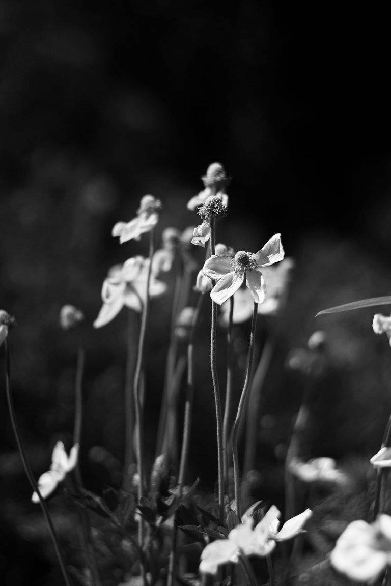 anemones garden bw helios bokeh 5.jpg