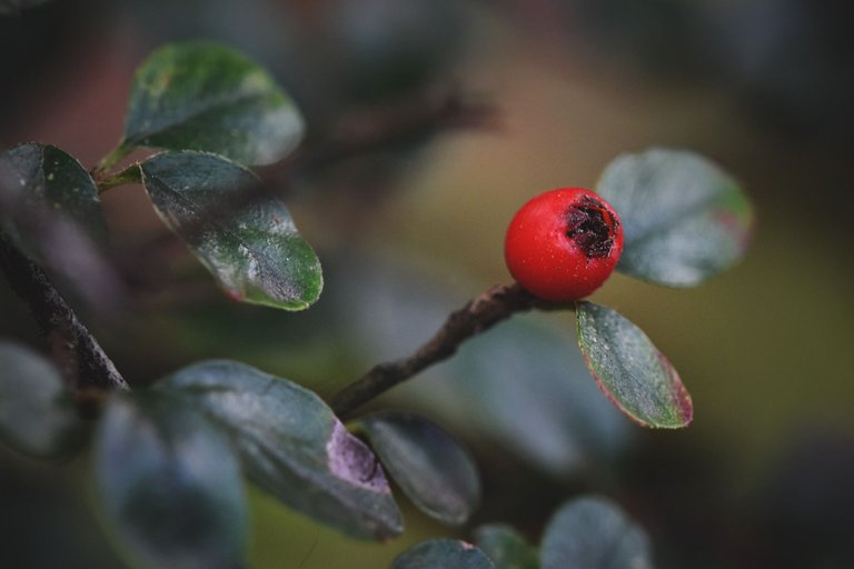 Cranberry Cotoneaster shrub pl  3.jpg